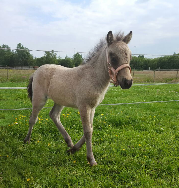 2016 - Jany's Little Farm Fancy Lady